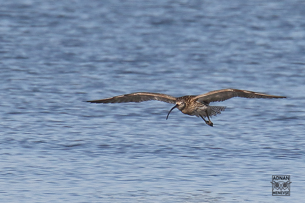 Eurasian Curlew